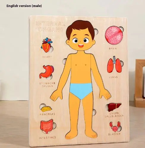 Puzzle Anatómico Infantil de Cuerpo Humano