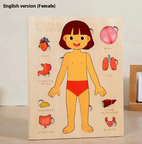 Puzzle Anatómico Infantil de Cuerpo Humano